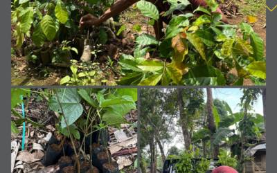 Kegiatan Penanaman Pohon Desa Puspahiang, Wujud Komitmen Terhadap Lingkungan